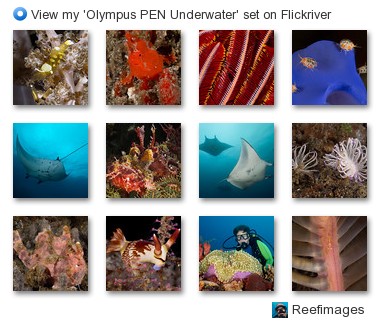 Reefimages - View my 'Olympus PEN Underwater' set on Flickriver