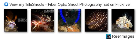 View my 'BluSnoots - Fiber Optic Snoot Photography' 